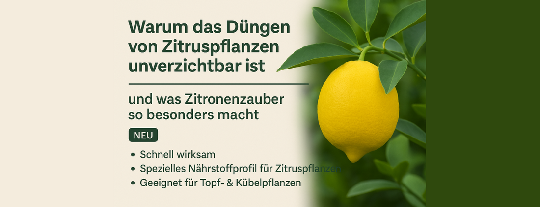 Warum das Düngen von Zitruspflanzen unverzichtbar ist – und was Zitronenzauber so besonders macht