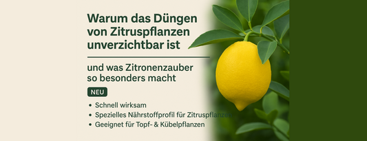 Warum das Düngen von Zitruspflanzen unverzichtbar ist – und was Zitronenzauber so besonders macht