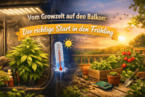 Ein Übergangs Bild von einem Grow Zelt zu einem Balkon mit der Beschriftung "Vom Growzelt auf den Balkon: Der richtige Start in den Fühling"